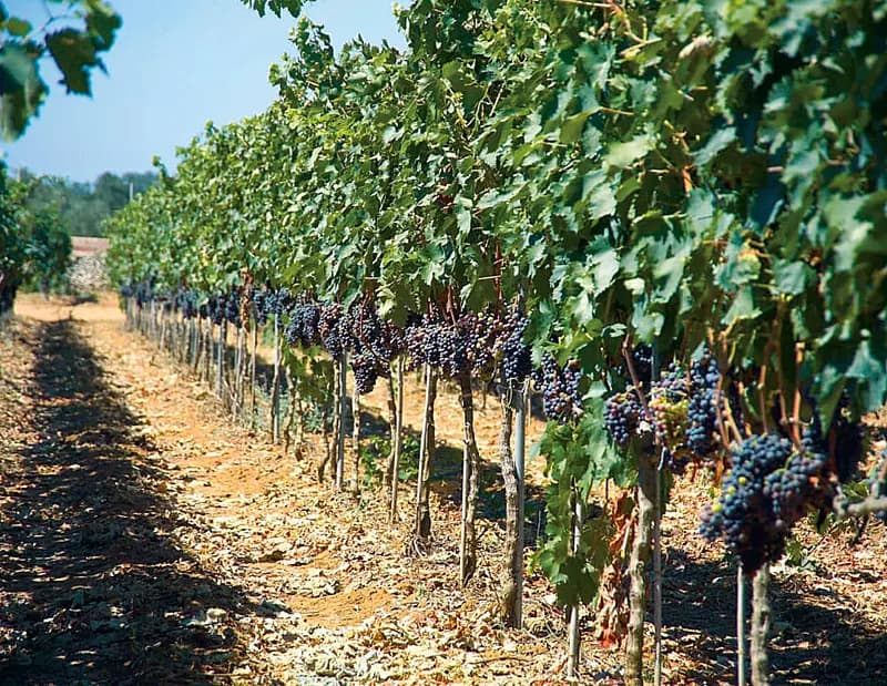 Camping La Masseria - Vineyard