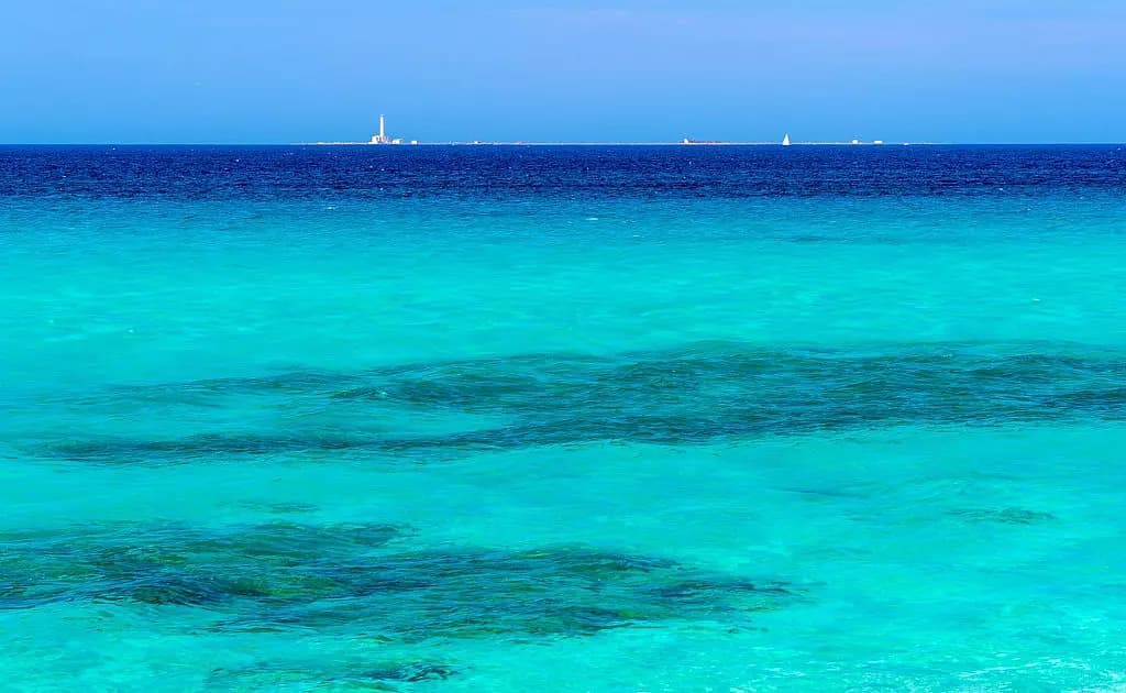 MARE